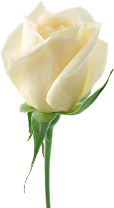 White Rose small
